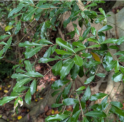 椬梧 Elaeagnus oldhamii